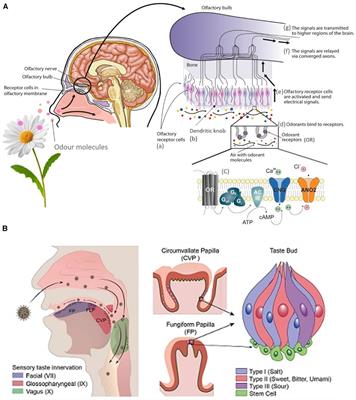 Evaluating palatability in young children: a mini-review of relevant physiology and assessment techniques